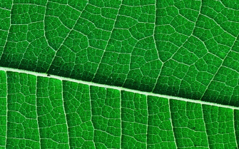 Up close macro shot of a healthy green leaf.